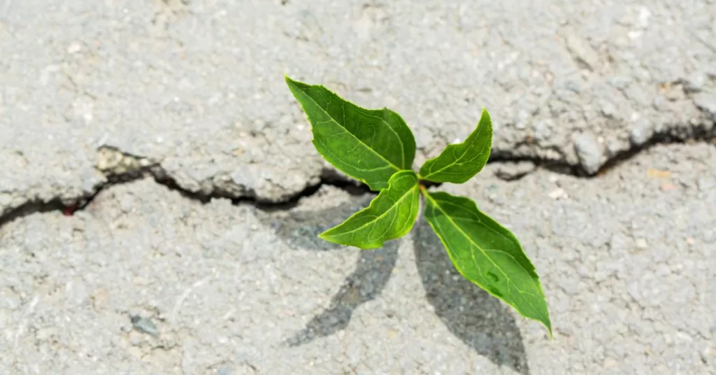 A plant breaking through concrete